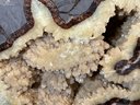 Septarian Nodule Fossil From Mud  (Previous Named Geode) - (DM)
