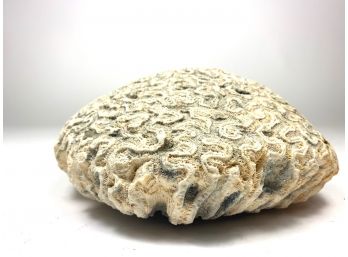 Heavy Piece Of Vintage Coral