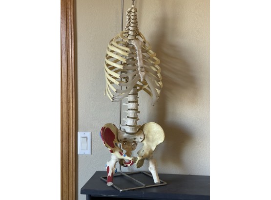 Premier Flexible Spine