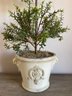 Glazed Ceramic Pot With Rosemary Topiary