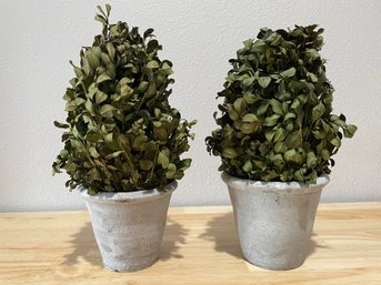 Pair Of Dried Boxwood Plants In Pots