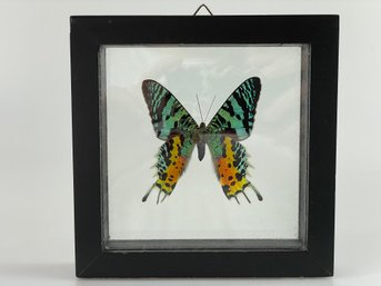 Framed Butterfly Specimen