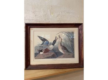 Framed Audubon Print