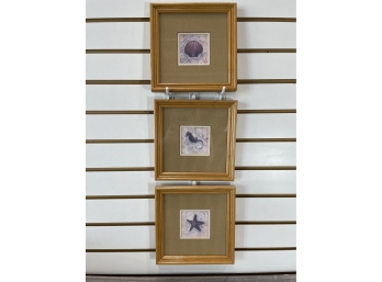 3 Framed Sea Shell Prints