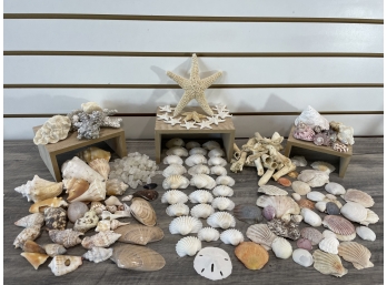 Large Assortment Of Sea Shells , Coral, Drift Wood & Beach Glass
