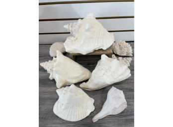 Lot Of Conch Shells & Coral
