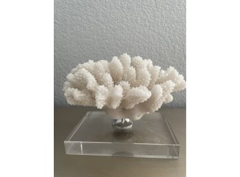 Coral Sample Mounted On  Acrylic Base