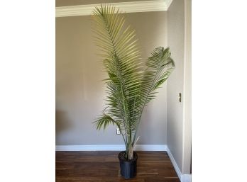 Live Palm Tree
