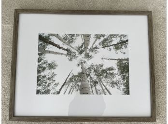 Framed Photograph Of Aspen Trees