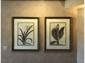 Pair Of Framed Botanical Prints