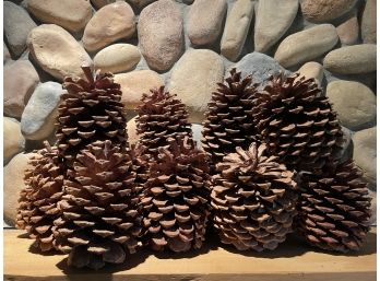 Lot Of Very Large Pinecones