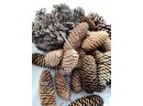 Pinecones For Crafts