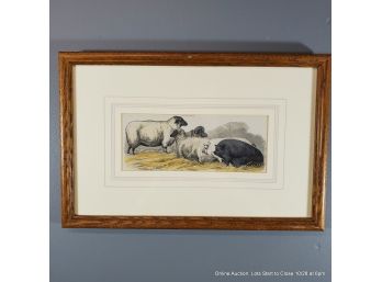 Hand Tinted Etching Of Pigs And Sheep