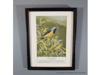 George Miksch Sutton Offset Lithograph Blue Hooded Euphonias