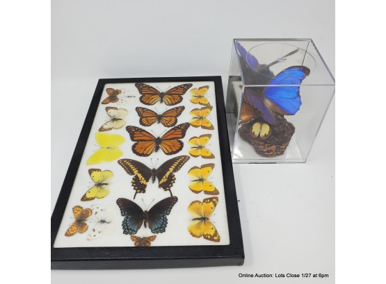 Lot Of Butterfly Specimens And Insect Pins