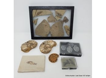 Lot Of Fossils: Insect, Trilobite, Nautilus