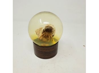 Hermit Crab Preserved In Glass Globe