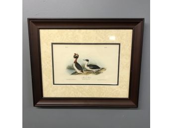 Horned Grebe, Hand Colored Lithograph By J.T Bowen Co., Audubon's Octavo Edition Of Birds Of America