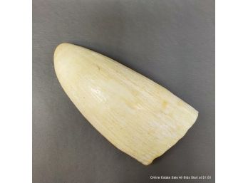 Polished Sperm Whale Tooth
