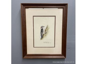 Nancy Shumaker Pallan Watercolor Painting Downy Woodpecker 1980