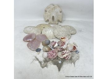 Lot Of Shells And Sand Dollars