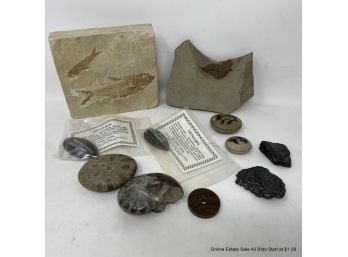 Lot Of Fossils And Painted Rocks