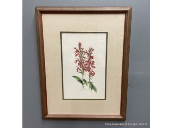June McDowell Cardinal Flower Watercolor