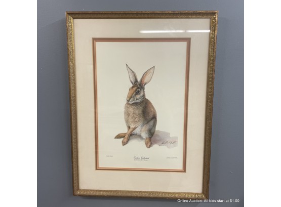 Sallie Ellington Middleton Lithograph Of 'Eastern Cottontail' Signed