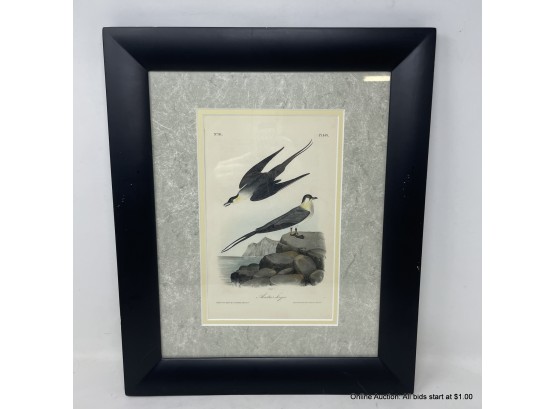 Artic Jager Lithograph  From John James Audubon's Octavo Edition Of Birds Of America In Black Frame