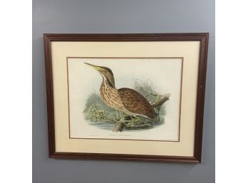 Vintage J. Gould & W. Hart Lithograph Of American Bittern In Wood Frame
