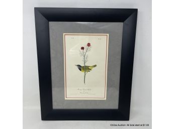 Mourning Ground Warbler Lithograph From Audubon's Octavo Edition Of Birds Of America In Black Frame
