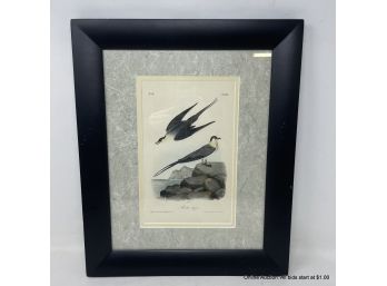 Artic Jager Lithograph  From John James Audubon's Octavo Edition Of Birds Of America In Black Frame