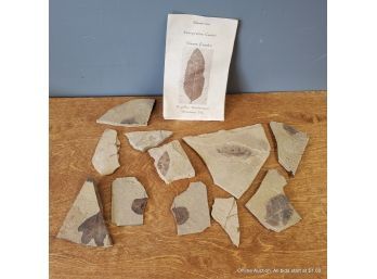 Lot Of Fossilized Leaves From Stonerose