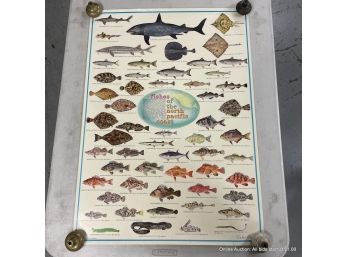 Two Vintage Unframed Pacific Ocean Fish Posters