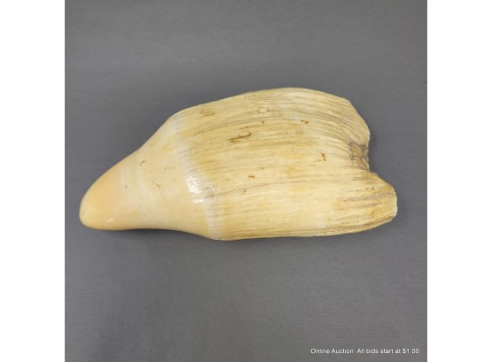 Antique Sperm Whale Tooth