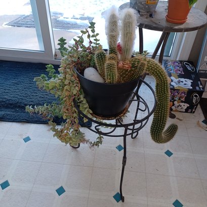 Cactus Plants And Stand