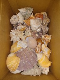 Box Full Of Seashells
