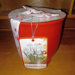 Paperwhite Flower Kit