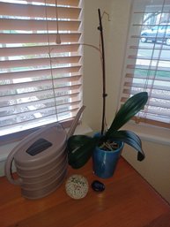 Orchid Plant,watering Container,rocks