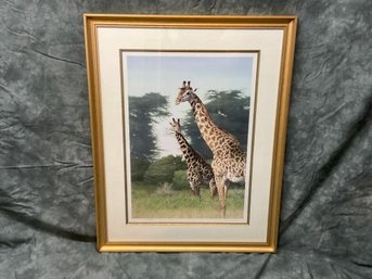 080 Curry African Safari Giraffe Print Black Swan Gallery