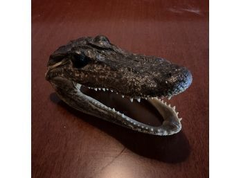Vintage Small Crocodile Head From Behind The West 5 Bar
