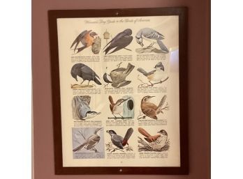 Lot Of 2 Womans Day Guide To The Birds Of America Prints #12, #2