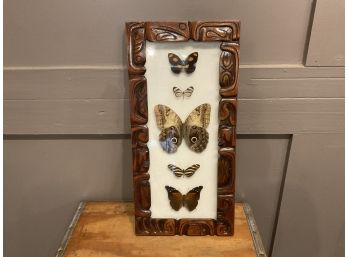 Carved Framed Butterfly Taxidermy Wall Art  ( 5 Butterflies)