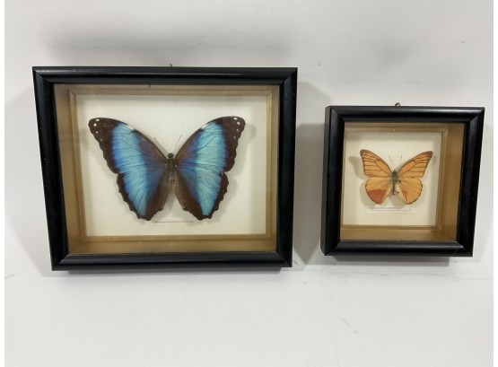 Lot Of (2) Butterfly Taxidermy Boxes Malaysian/ Dohorragia (#118)