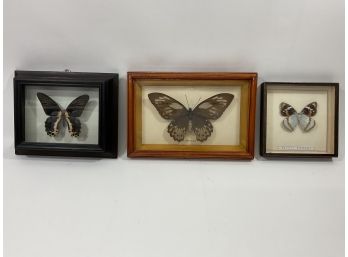 Lot Of (3) Butterfly Taxidermy Framed Boxes (#115)