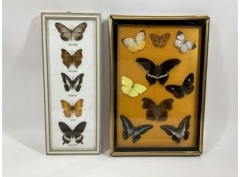 Lot Of (2) Butterfly Taxidermy Boxes Multi (#119)