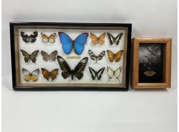 Lot Of (2) Butterfly Taxidermy Boxes With Multi ( #116)