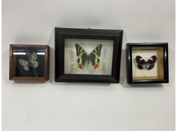 Lot Of (3) Butterfly Taxidermy Boxes The Magpie Crow (#121)