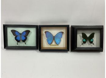 Lot Of (3) Butterfly Taxidermy Boxes Single Peru  (#120)