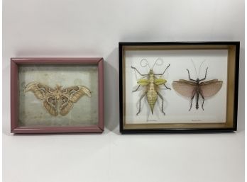 Lot Of (2) Insect Taxidermy Framed Boxes  Green Nymph/ Stick Nymph (#113a)